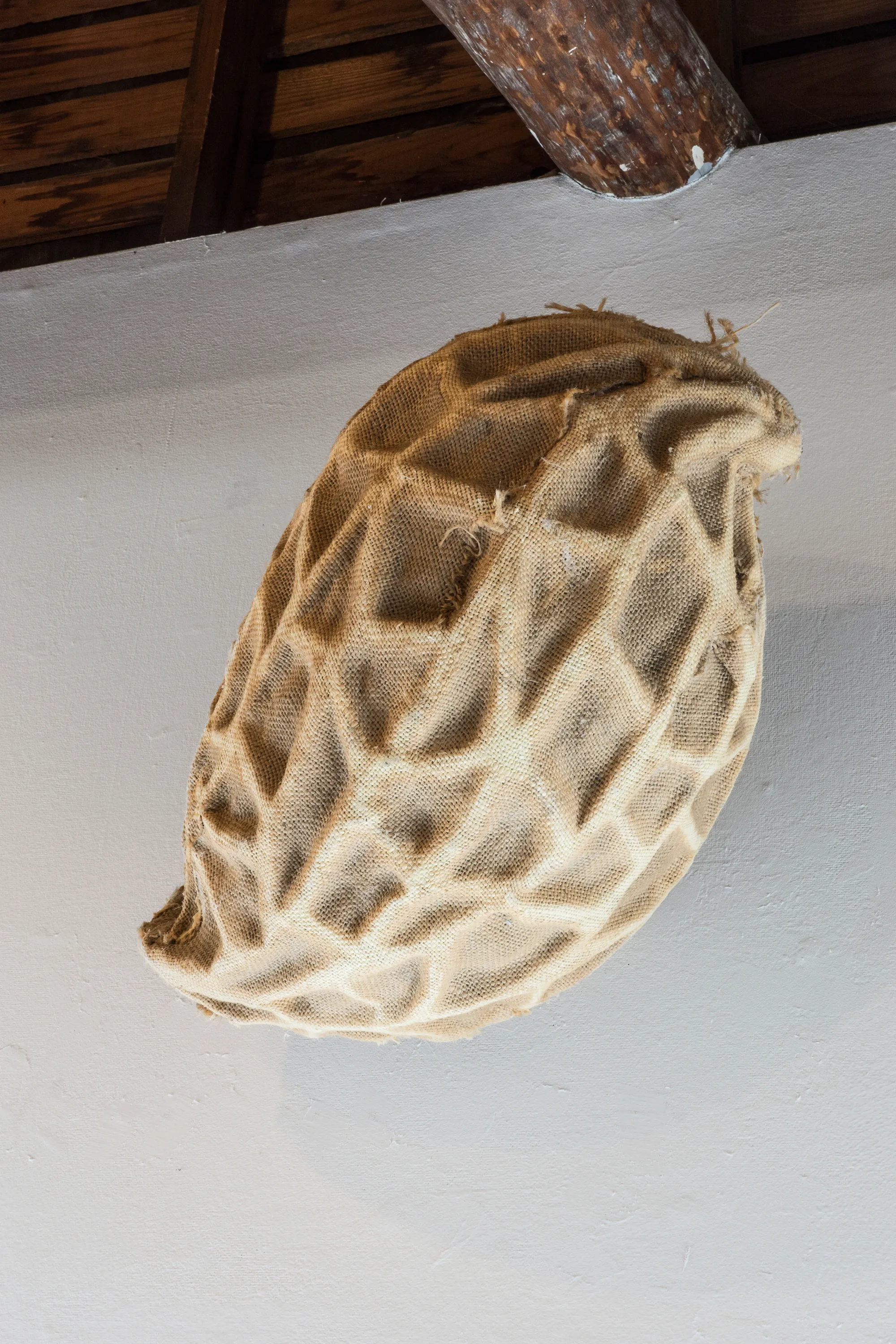 Daniel Stempfer - Nuss (4)